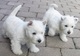 Preciosos cachorros westie para adopción.llldjdgd - Foto 1