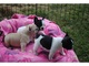 Regalo BULLDOG FRANCES FRENCHIES HERMOSOS - Foto 1