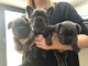 Regalo cachorros de bulldog frances iii