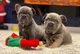 Regalo cachorros de Bulldog frances XXX - Foto 1