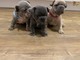 Regalo cachorros de bulldog frances1