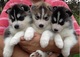 Regalo cachorros de husky siberiano de ojos azules