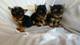 Regalo cachorros de YORKSHIRE MINI 04 - Foto 1