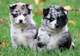 Regalo cachorros pomsky disponibles