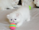 Regalo gatitos persas de gatitos persas gy - Foto 1