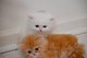 Regalo gatitos persas de gatitos persas4 - Foto 1