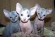 Regalo gatitos persas de gatitos sphynx mi - Foto 1