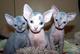 Regalo gatitos persas de gatitos sphynx mi