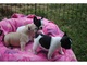 Regalo impresionantes cachorros de bulldog francés disponibles