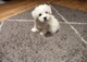 Regalo PERROS CACHORROS BICHON MALTES - Foto 1