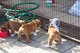Regalo Preciosos cachorros de Bulldog Inglés disponibles - Foto 1