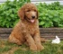 Venta de cachorros labradoodle