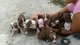 Venta de perros bull terrier americano cachorros - Foto 1
