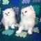 10regalo adorable gatitos persa