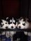 11preciosos cachorros husky siberiano