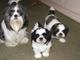 1.regalo cachorros shih tzu para su adopcion libre