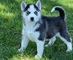 Adorable cachorro de husky siberiano para regalo gratis