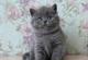 Adorable gatito británico de pelo corto - Foto 1