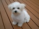 Adorables cachorros bichon maltés en adopción,,.....ryh - Foto 1