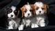 Adorables cachorros cavalier king excepcionales para adopción