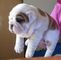 Adorables cachorros de bulldog inglés para adopción......ad