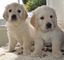 Adorables cachorros de golden retriever disponibles