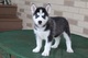 Adorables cachorros de husky siberiano para regalo... - Foto 1