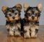 Adorables cachorros de yorkshire mini juguete disponibles...,,,