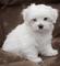 Bf Increíbles cachorros maltes bichon para adopción - Foto 1