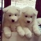 Bonitos cachorros samoyedo en adopción