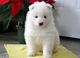 Bonitos cachorros samoyedo para regalo