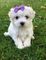 Cachorrito de bichon maltesen - Foto 1