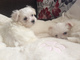 Cachorros bichon maltés en adopción