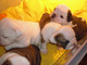 Cachorros bulldog ingles en adopcion