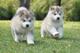 Cachorros de alaska malamutes registrados