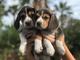 Cachorros de beagle