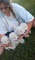 Cachorros de pura raza samoyedo