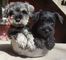 Cachorros mini schnauzer