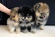 Cachorros pomerania - Foto 1