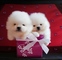 Cachorros Pomerania en venta - Foto 1