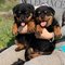 Cachorros rottweiler en adopción