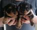 Cachorros yorkie registrados para adopción