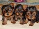 Cachorros Yorkshire Terrier Mini Toy - Foto 1