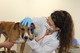 Centro Veterinario y Peluquería Canina - Foto 5