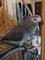 Congo african grey parrot - Foto 1