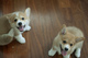 Corgi gales cachorros blancos* - Foto 1