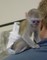 Cuatro monos capuchinos para adopción