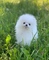 D pomerania en venta