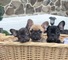EfAdorable cachorro de Bulldog Frances para regalo gratisdg - Foto 1