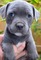 Espectaculares Cachorros American Bully - Foto 1